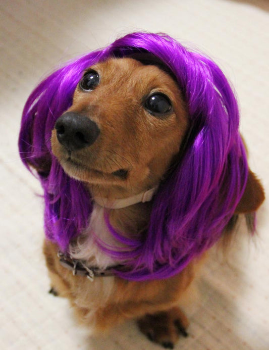 ペットウィッグ P-014 ネオンパープル 甘やかされたペットのための豪華なペットウィッグ