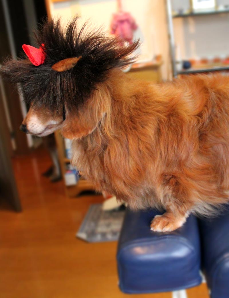 ペットウィッグP-041 大き目の真っ赤なリボンがアクセントに 元気いっぱいなつんつんヘアです。