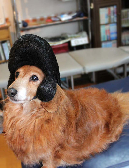 ペットウィッグ P-027 ブラック 優雅なウィッグ、洗練された猫のため