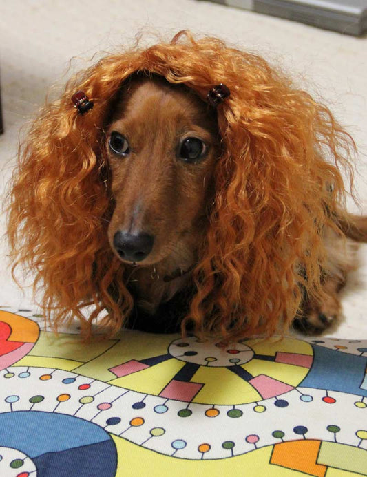 ペットウィッグ P-016 ゴールデン キャニンエレガンスのための優雅なウィッグ