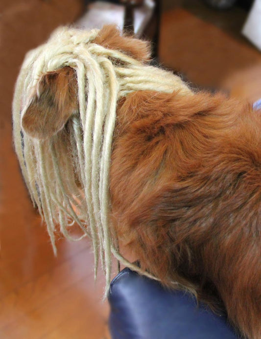 ペットウィッグP-040 とってもカッコ良いドレッドスタイル!ペットとお揃いのスタイルに挑戦してみては?!