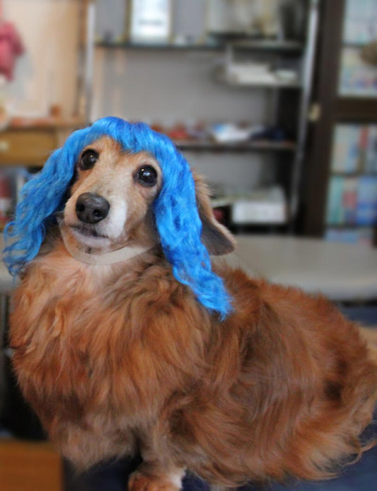 ペットウィッグ P-025 エレクトリックブルー おしゃれな子犬と子猫のための魅力的なペットウィッグ