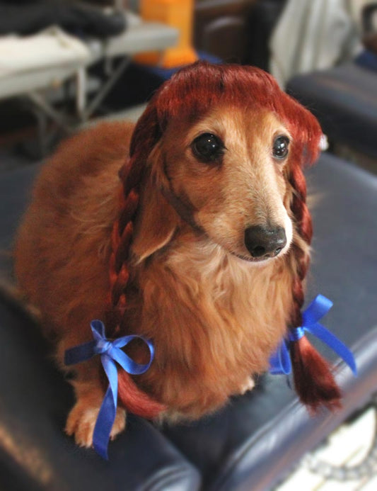 ペットウィッグ P-036 ラスティーレッド 遊び心溢れ、完璧にスタイリッシュなペットのため