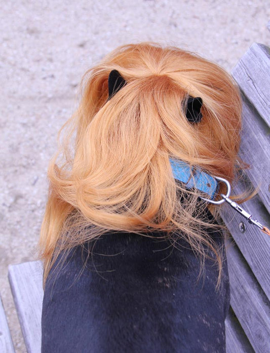 ペットウィッグ P-005 ゴールデン すべてのペルソナリティに合わせられるカスタマイズ可能なペットウィッグ