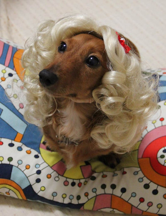 ペットウィッグ P-011 プラチナブロンド 表現豊かなウィッグ、猫と犬のため