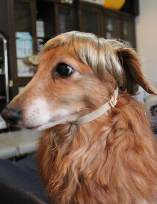 ペットウィッグ P-038 ライトブロンド ピクチャーパーフェクトな子犬のためのプレミアムなペットウィッグ