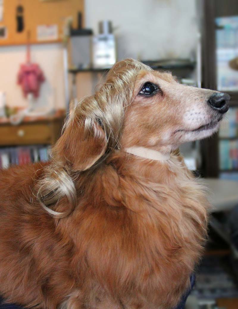 ペットウィッグ P-038 ライトブロンド ピクチャーパーフェクトな子犬のためのプレミアムなペットウィッグ
