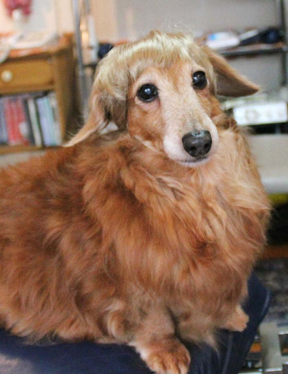 ペットウィッグ P-038 ライトブロンド ピクチャーパーフェクトな子犬のためのプレミアムなペットウィッグ