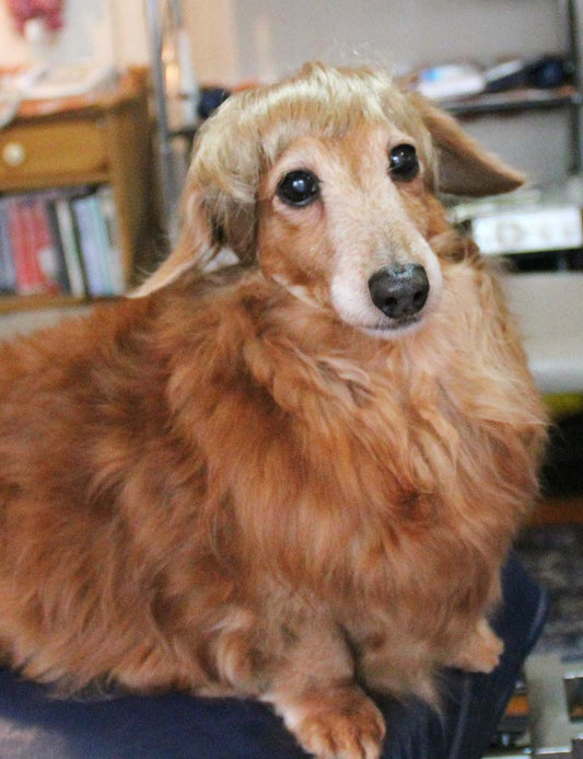 ペットウィッグ P-038 ライトブロンド ピクチャーパーフェクトな子犬のためのプレミアムなペットウィッグ
