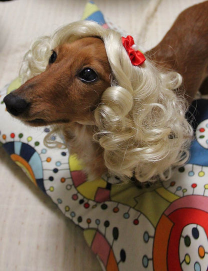 ペットウィッグ P-011 プラチナブロンド 表現豊かなウィッグ、猫と犬のため