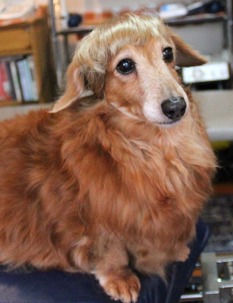 ペットウィッグ P-038 ライトブロンド ピクチャーパーフェクトな子犬のためのプレミアムなペットウィッグ